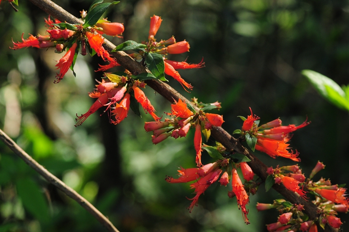  pippalyasavam-ayurvedic-medicine