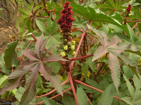 Saptasaram-Kashayam-Ingredients