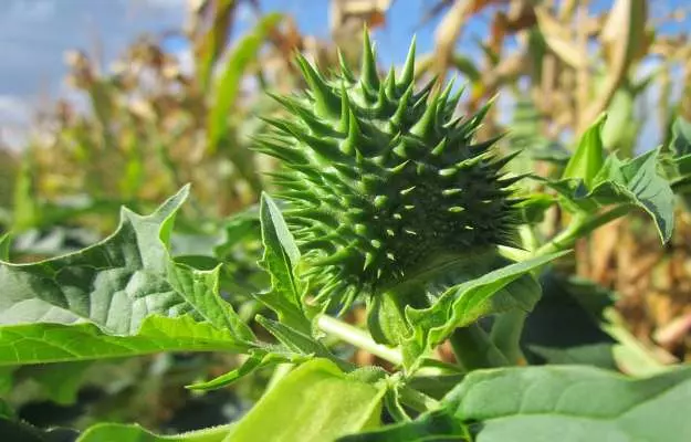 sukumara-ghrita-ingredients